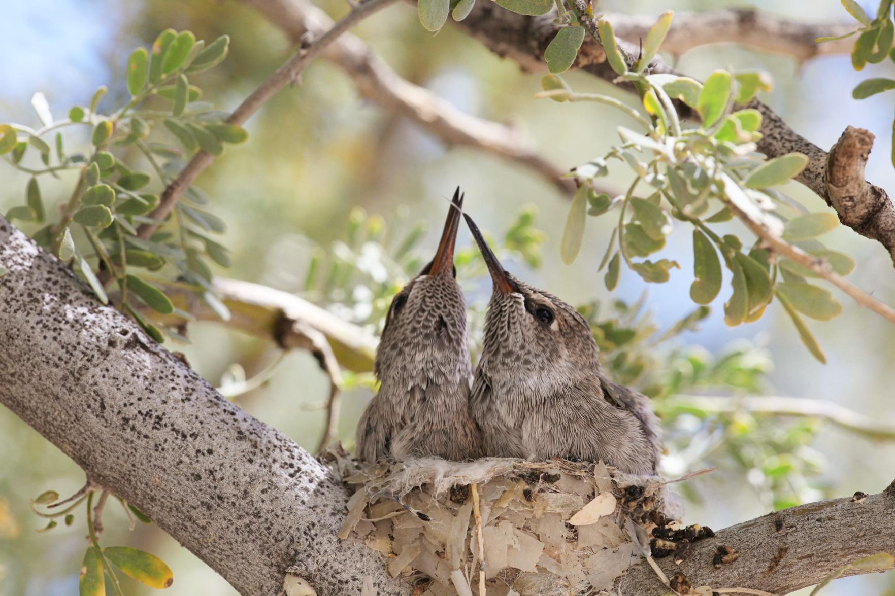 Hummingbirds from backyards and beyond